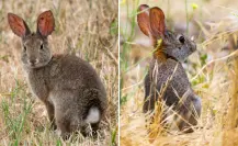 Este animal único en el mundo vive en una isla de BCS y podría desaparecer para siempre