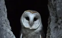 Este es el animal nativo de Tamaulipas asociado con brujería y leyendas