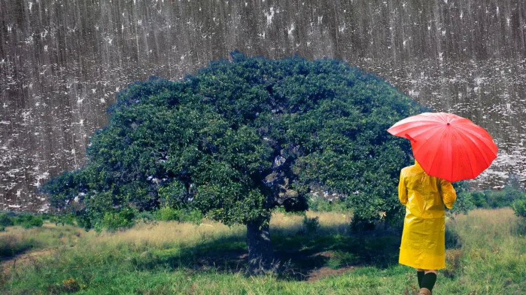 El árbol nativo de Nuevo León que ayuda a evitar inundaciones con sus raíces
