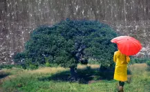 El árbol nativo de Nuevo León que ayuda a evitar inundaciones con sus raíces 