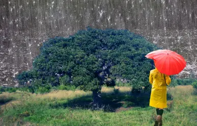 El árbol nativo de Nuevo León que ayuda a evitar inundaciones con sus raíces 