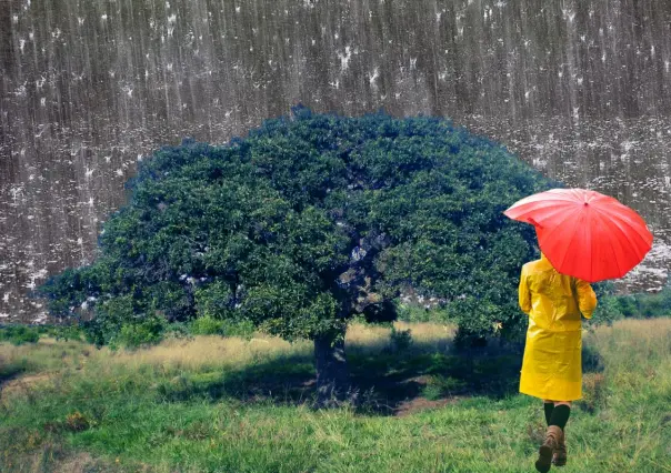 El árbol nativo de Nuevo León que ayuda a evitar inundaciones con sus raíces 