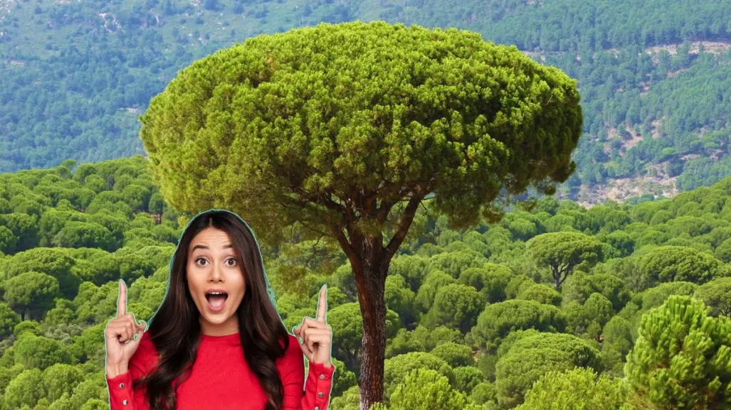 Este es el árbol nativo de Nuevo León que puede alcanzar a crecer hasta 35 metros de altura