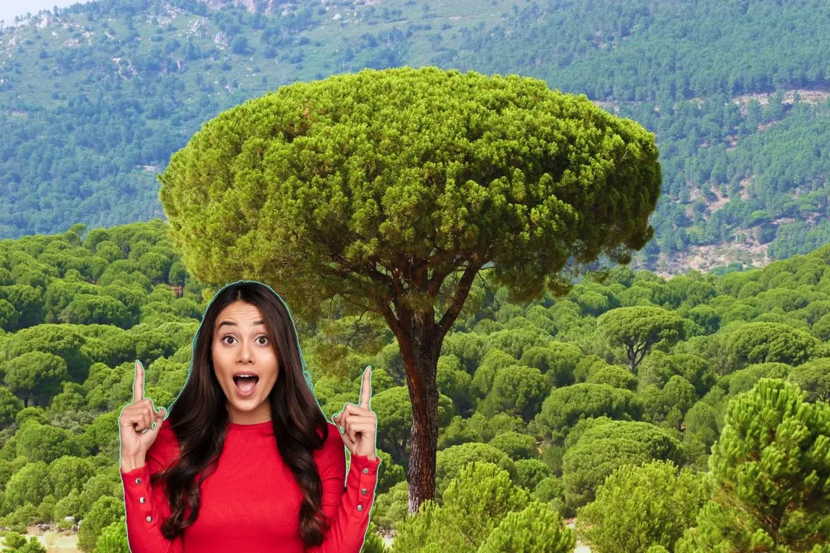 Árbol pino piñonero Foto: Canva