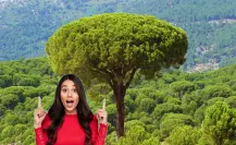 Este es el árbol nativo de Nuevo León que puede alcanzar a crecer hasta 35 metros de altura