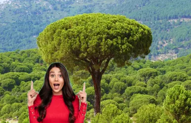Este es el árbol nativo de Nuevo León que puede alcanzar a crecer hasta 35 metros de altura