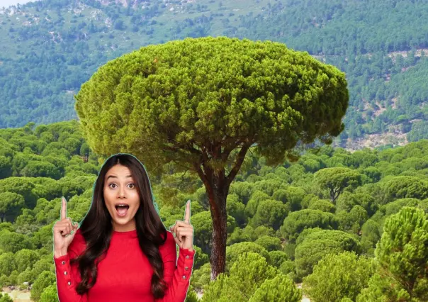 Este es el árbol nativo de Nuevo León que puede alcanzar a crecer hasta 35 metros de altura
