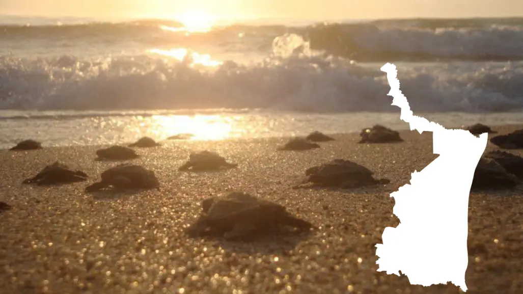 Lora Fest 2025: El evento que busca proteger a la tortuga Lora en Tamaulipas