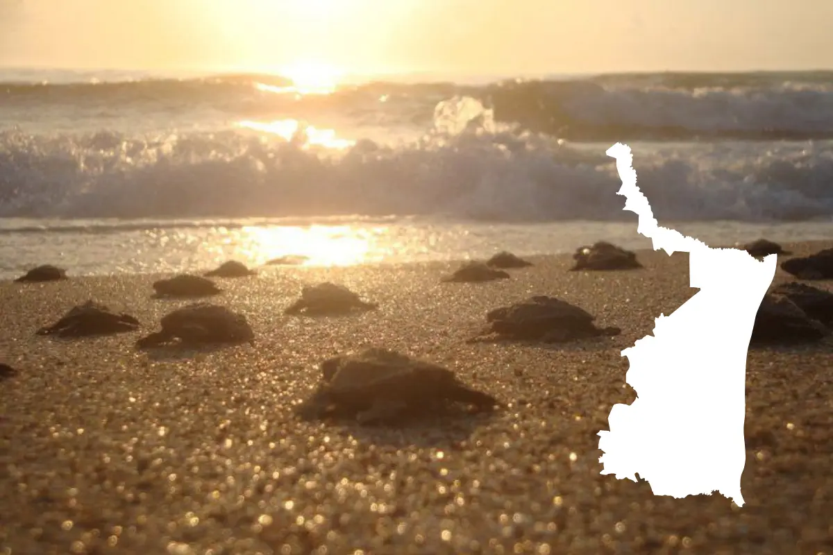 Esta edición se llevará a cabo en Playa Miramar de Ciudad Madero, reconocida como una de las zonas de anidación más importantes para esta especie en peligro de extinción. Foto: Posta Tamaulipas