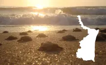 Lora Fest 2025: El evento que busca proteger a la tortuga Lora en Tamaulipas