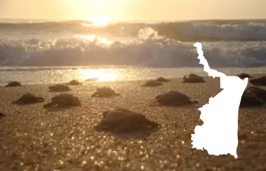 Lora Fest 2025: El evento que busca proteger a la tortuga Lora en Tamaulipas