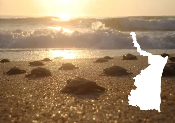 Lora Fest 2025: El evento que busca proteger a la tortuga Lora en Tamaulipas