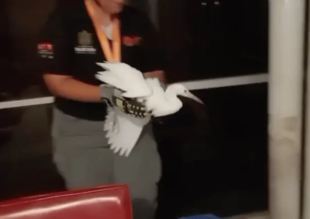 Protección Civil de Nuevo León rescata a garza herida en Monterrey