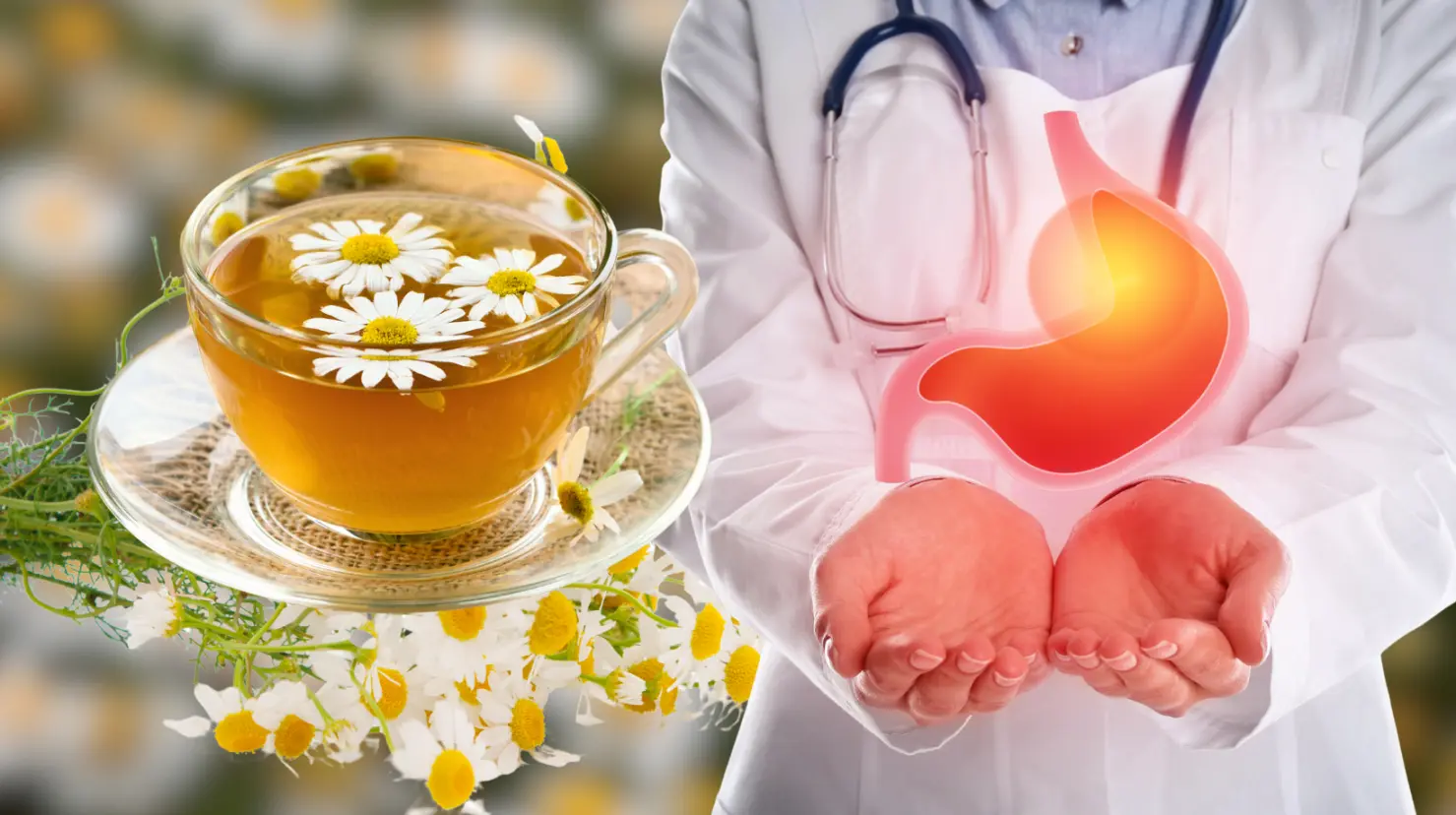 Manzanilla: la infusión ideal para prevenir y calmar la gastritis. Foto: Canva.