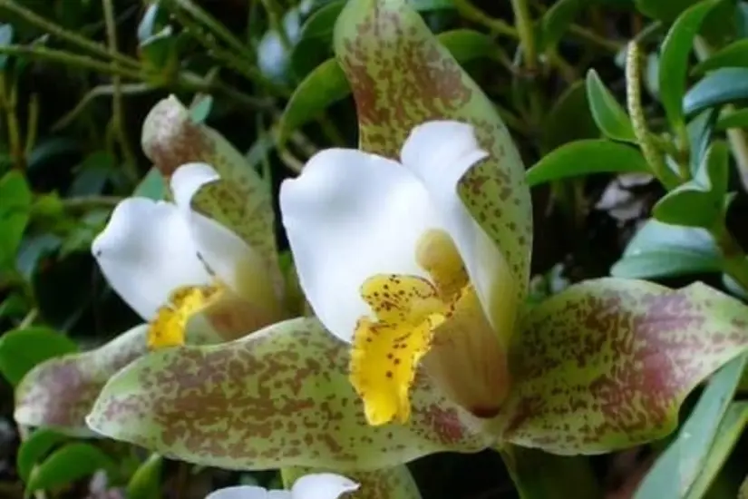 Orquídea silvestre (Lycaste deppei). Foto: Enciclovida