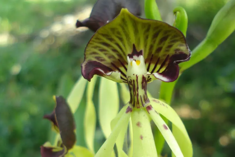 Orquídea silvestre (Prosthechea cochleata). Foto: Enciclovida