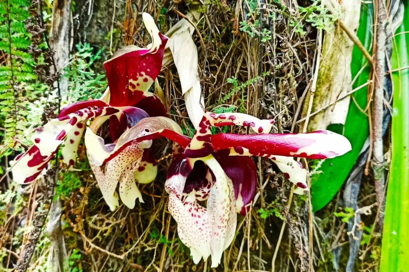 Orquídea silvestre (Stanhopea tigrina). Foto: Enciclovida