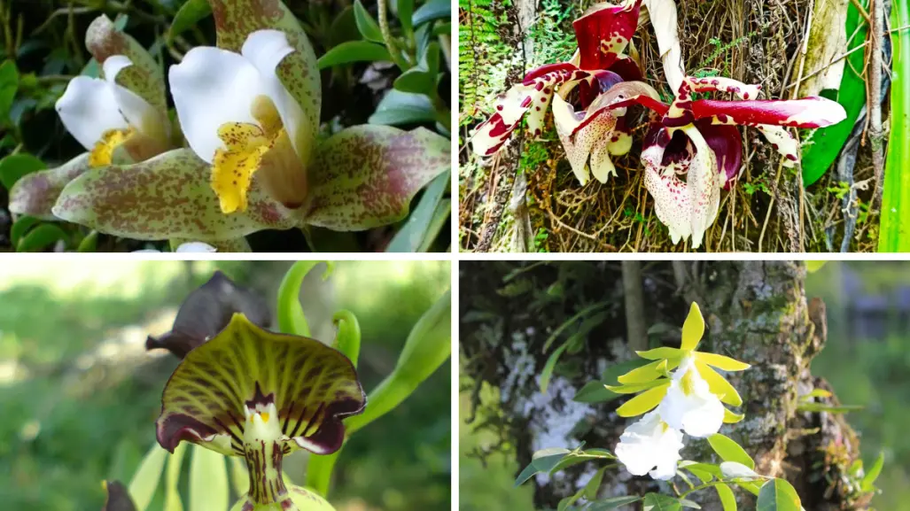 Son las flores nativas más bellas de Tamaulipas pero están amenazadas por el comercio ilegal