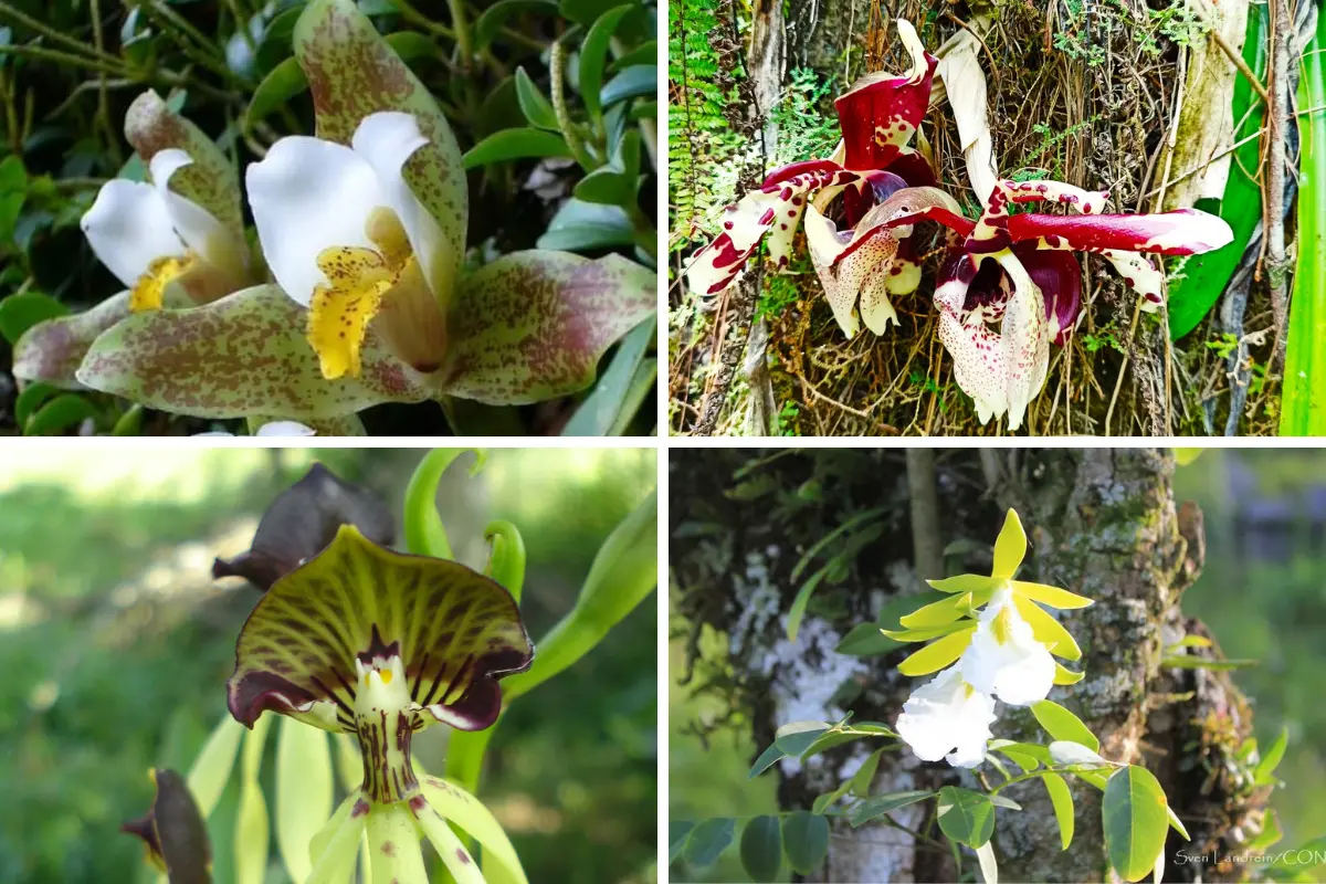 Las orquídeas silvestres son consideradas las flores más bellas de Tamaulipas pero también las más amenazadas. Foto: Carlos García