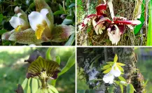 Son las flores nativas más bellas de Tamaulipas pero están amenazadas por el comercio ilegal