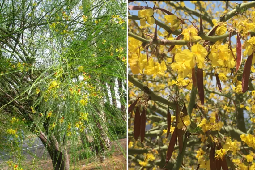 Palo verde o Parkinsonia aculeata -  Palo brea o Parkinsonia praecox. Foto: Magui Olangua / Arbolapp canarias | Andrés Orduño / ÍNaturalistMX