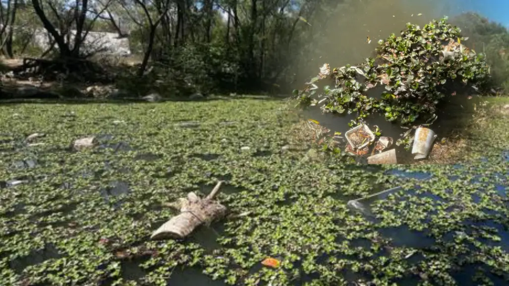En esta fecha liberarán insectos en el río Tunal para combatir el lirio acuático