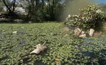 En esta fecha liberarán insectos en el río Tunal para combatir el lirio acuático