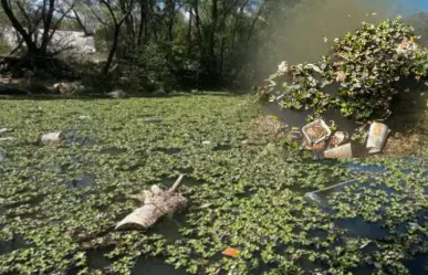 En esta fecha liberarán insectos en el río Tunal para combatir el lirio acuático