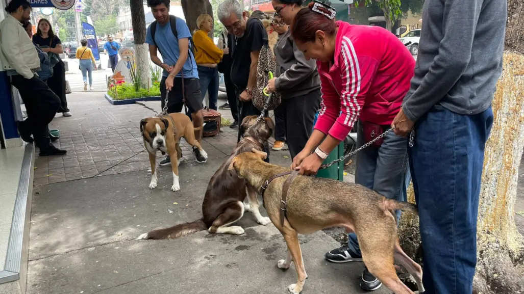 Llega Simi Pet Care a CDMX: atención para tu mascota, más barata y efectiva