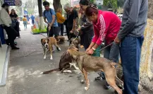 Llega Simi Pet Care a CDMX: atención para tu mascota, más barata y efectiva