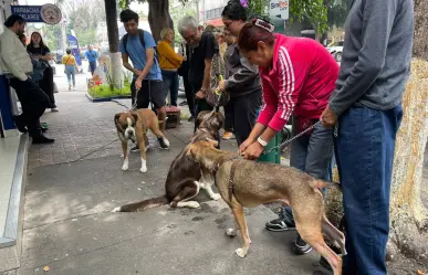 Llega Simi Pet Care a CDMX: atención para tu mascota, más barata y efectiva