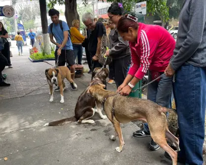 Llega Simi Pet Care a CDMX: atención para tu mascota, más barata y efectiva