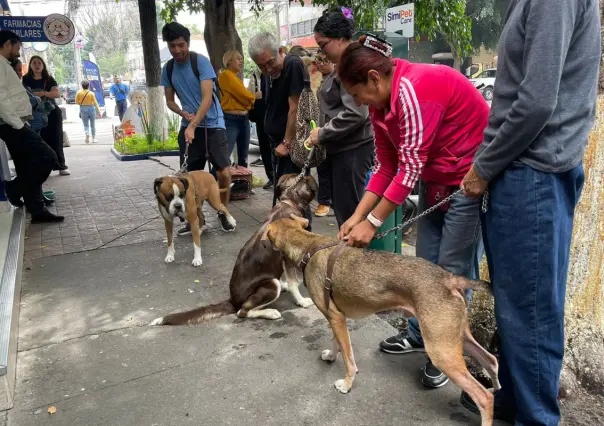 Llega Simi Pet Care a CDMX: atención para tu mascota, más barata y efectiva