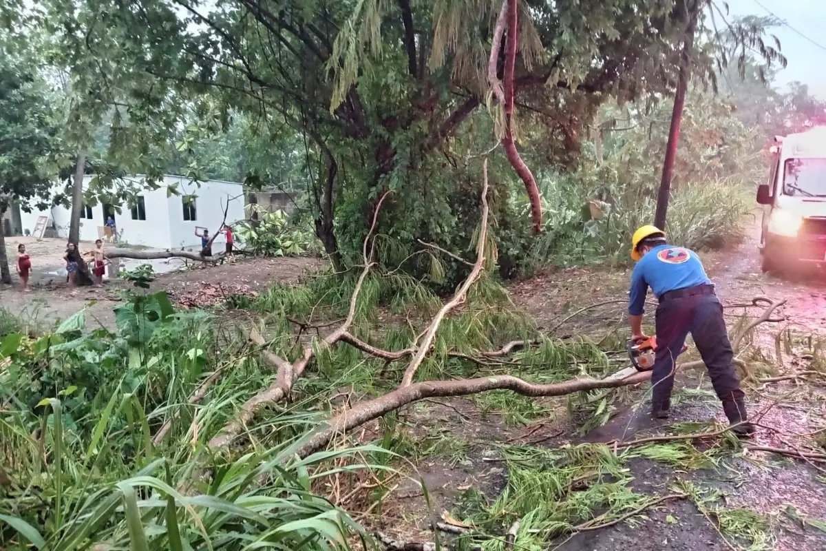El tornado derribó algunos árboles Foto: X(Twitter) @ProcivilTabasco