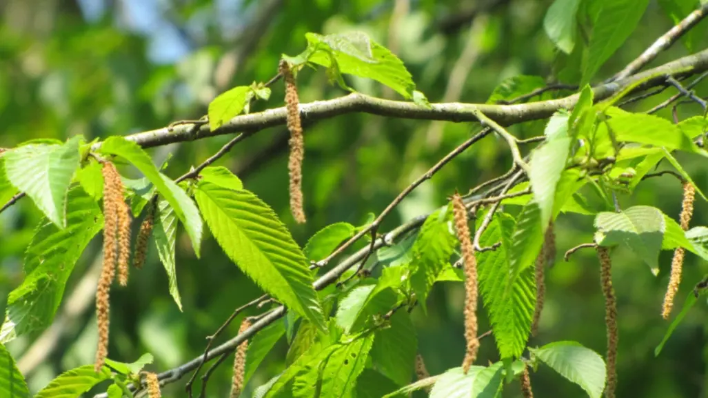 El árbol nativo de Durango cuya madera es usada para mangos de herramientas