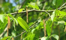 El árbol nativo de Durango cuya madera es usada para mangos de herramientas