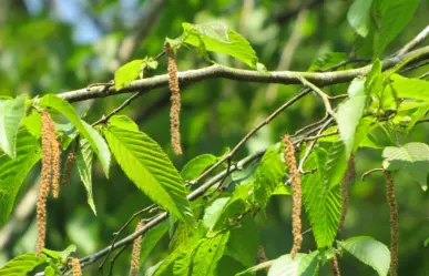 El árbol nativo de Durango cuya madera es usada para mangos de herramientas