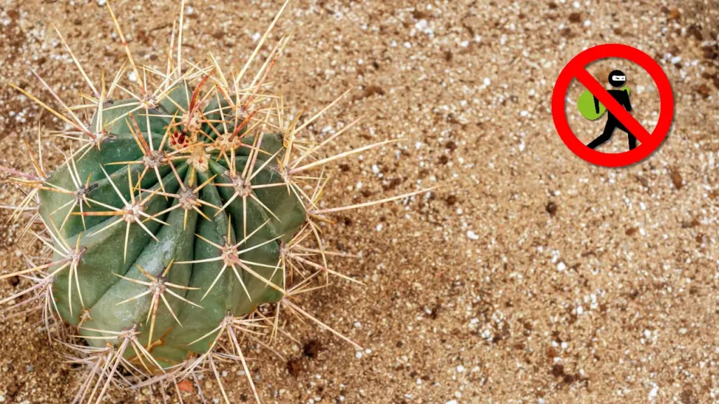 Los cactus de Durango y la razón por la que no debes llevarlo a casa desde el campo
