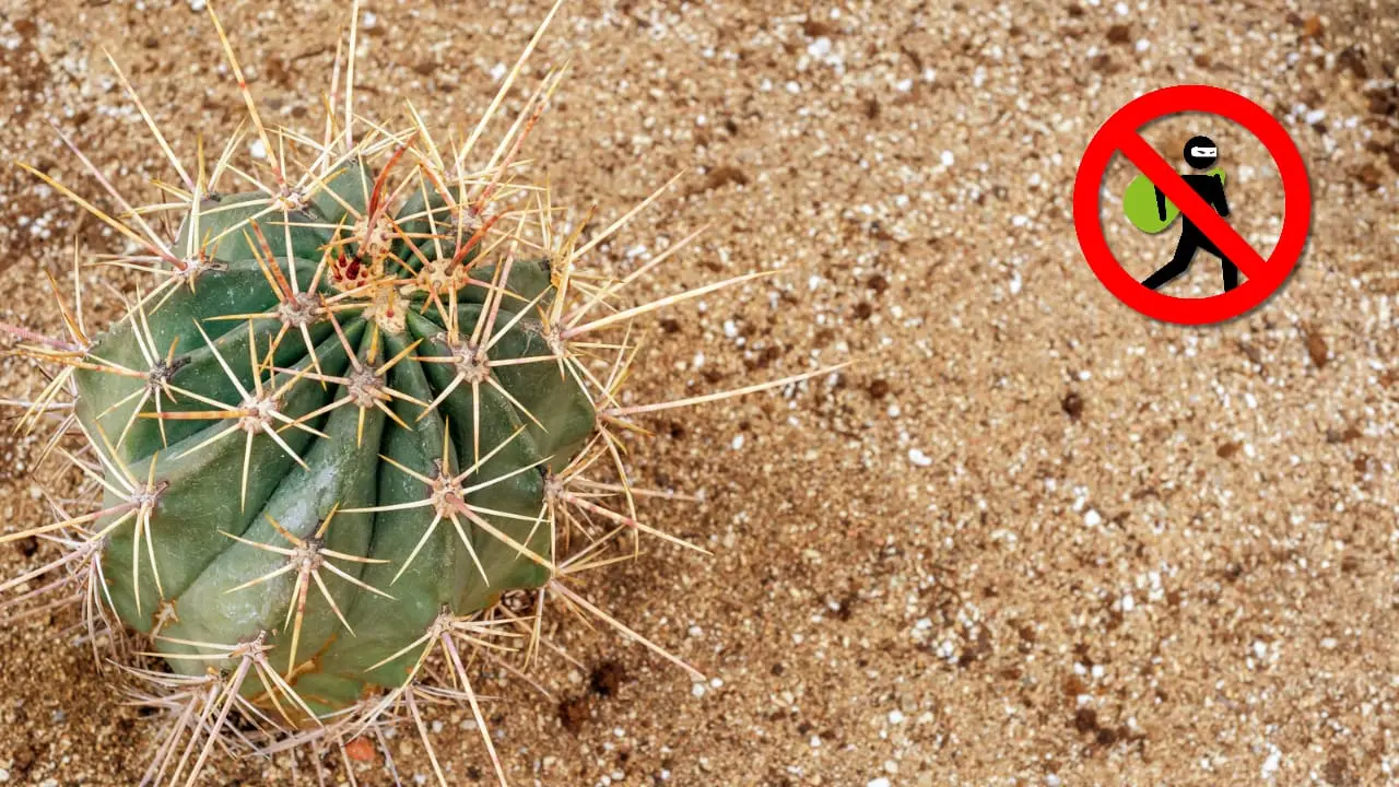 La razón por la que no debes extraer los cactus de Durango | Foto: Imagen ilustrativa - canva