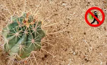 Los cactus de Durango y la razón por la que no debes llevarlo a casa desde el campo