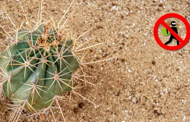 Los cactus de Durango y la razón por la que no debes llevarlo a casa desde el campo
