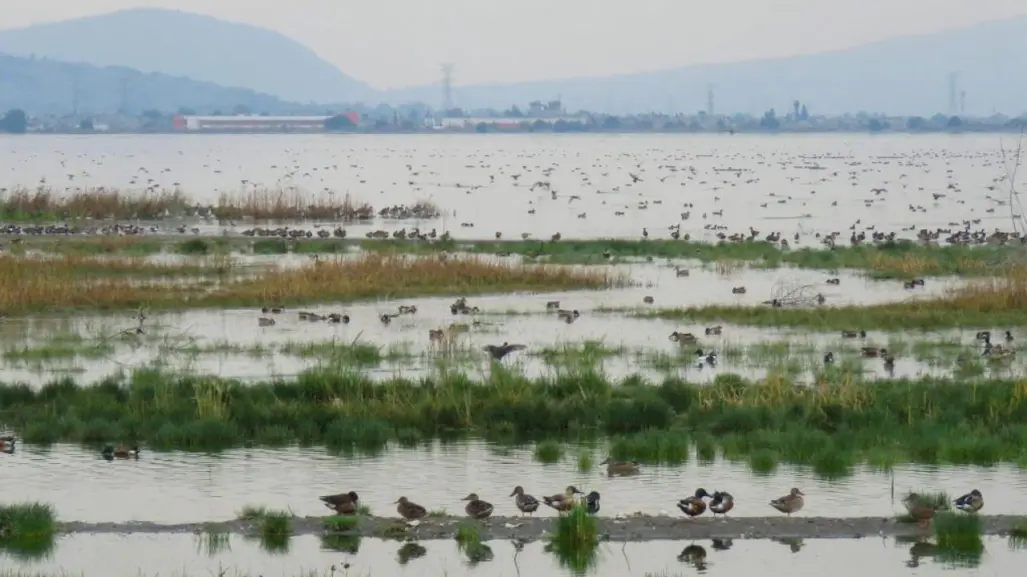 Lago de Texcoco: ¿cuáles son las riquezas de esta área natural que fue contaminada con residuos tóxicos?