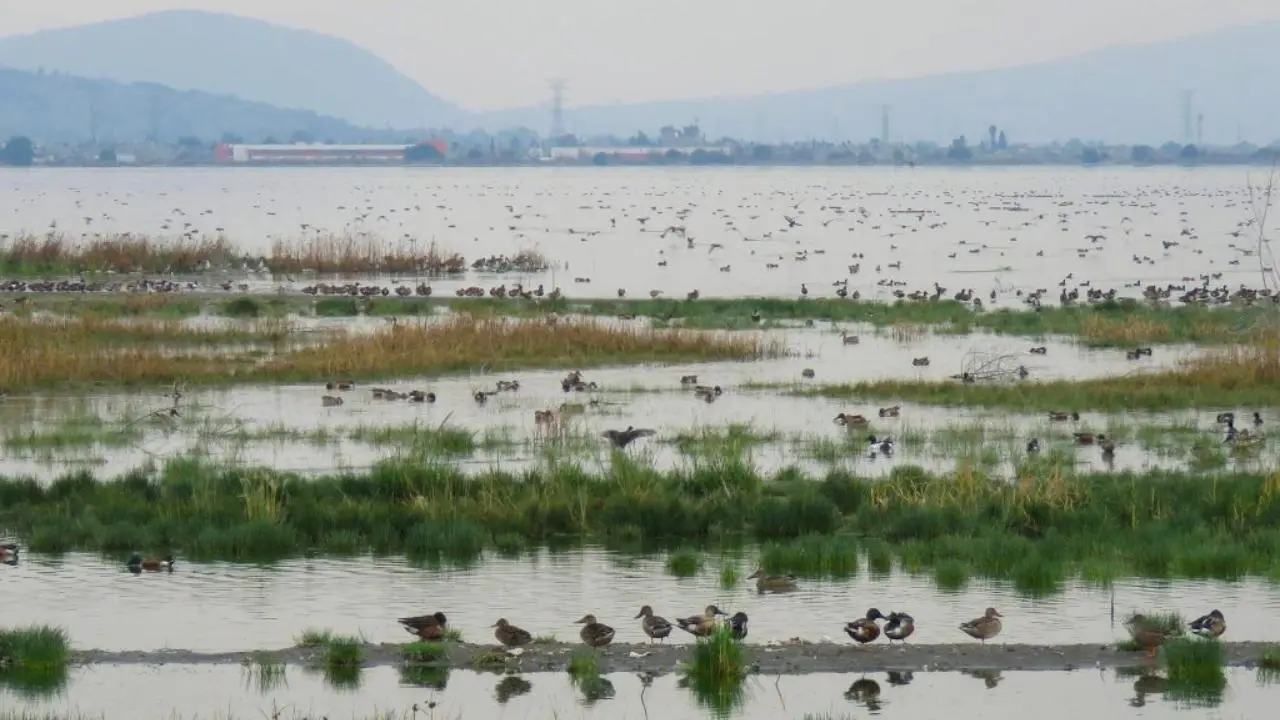 Lago de Texcoco: ¿cuáles son las riquezas de esta área natural que fue contaminada con residuos tóxicos? Foto: gob.mx/lagodetexcoco.conanp