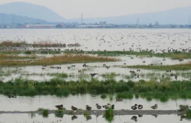 Lago de Texcoco: ¿cuáles son las riquezas de esta área natural que fue contaminada con residuos tóxicos?