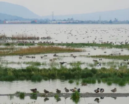 Lago de Texcoco: ¿cuáles son las riquezas de esta área natural que fue contaminada con residuos tóxicos?