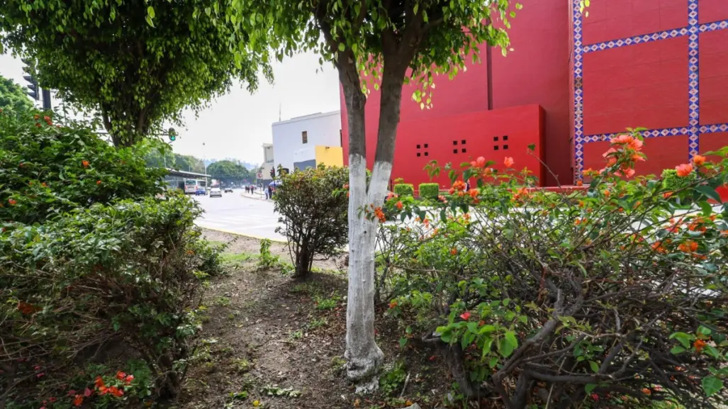 Puebla modifica la ley ambiental para calear árboles urbanos