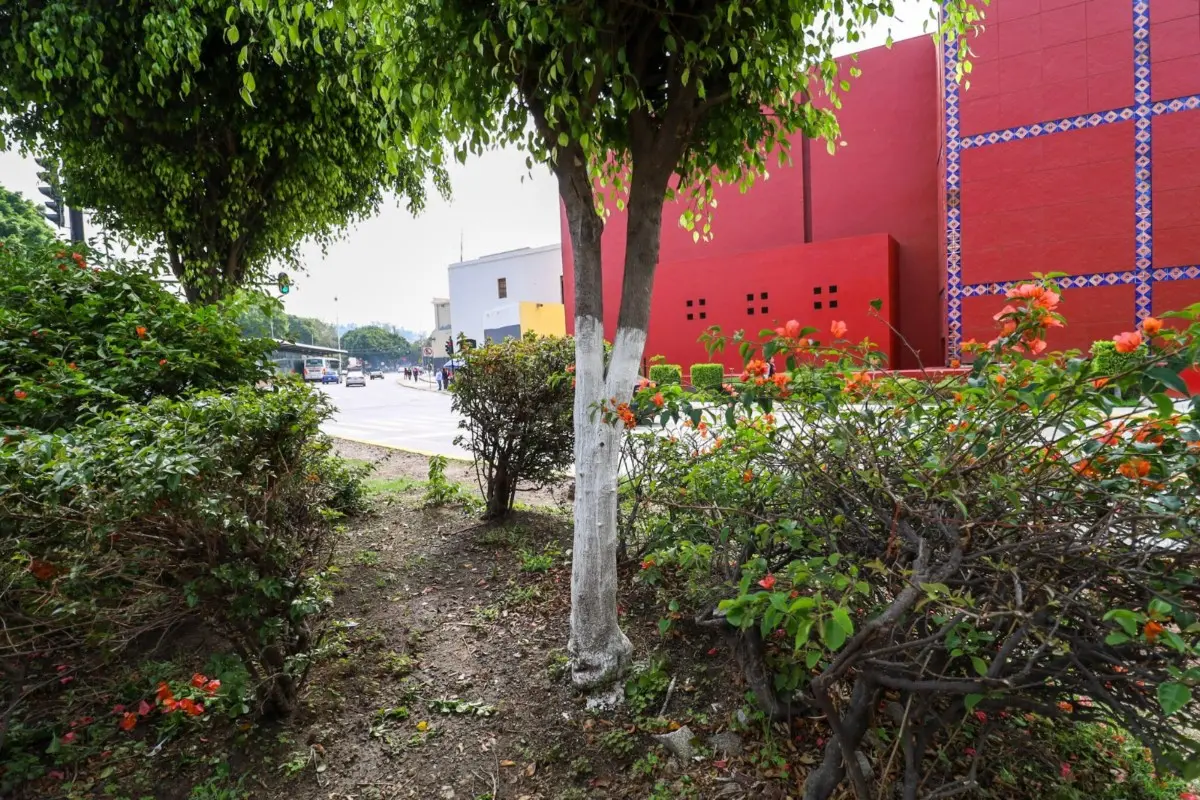 Árbol caleado en el estado de Puebla Foto: Jafet Moz