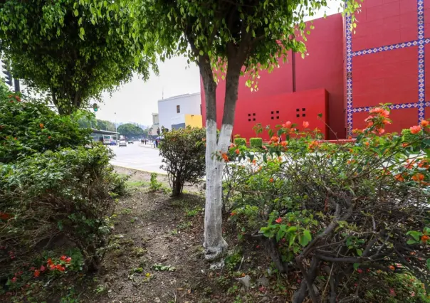 Puebla modifica la ley ambiental para calear árboles urbanos