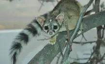 El increíble y tierno animal nativo de Durango cuya cola rayada salta a la vista