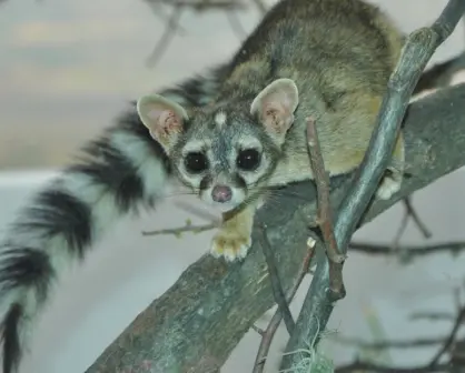 El increíble y tierno animal nativo de Durango cuya cola rayada salta a la vista